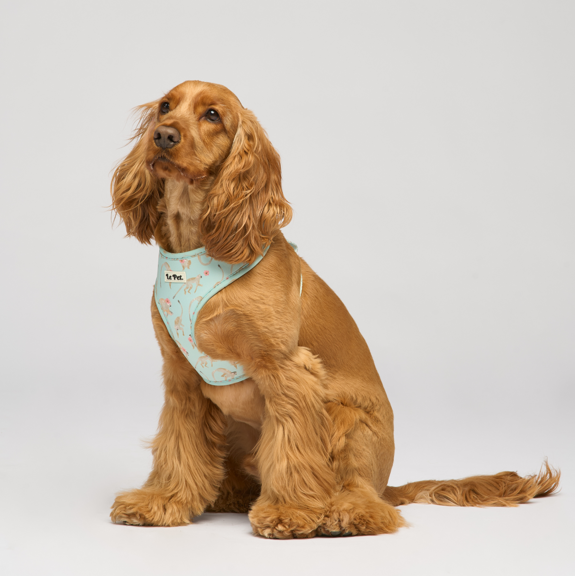 “Turquoise-Tails” Set 🐒