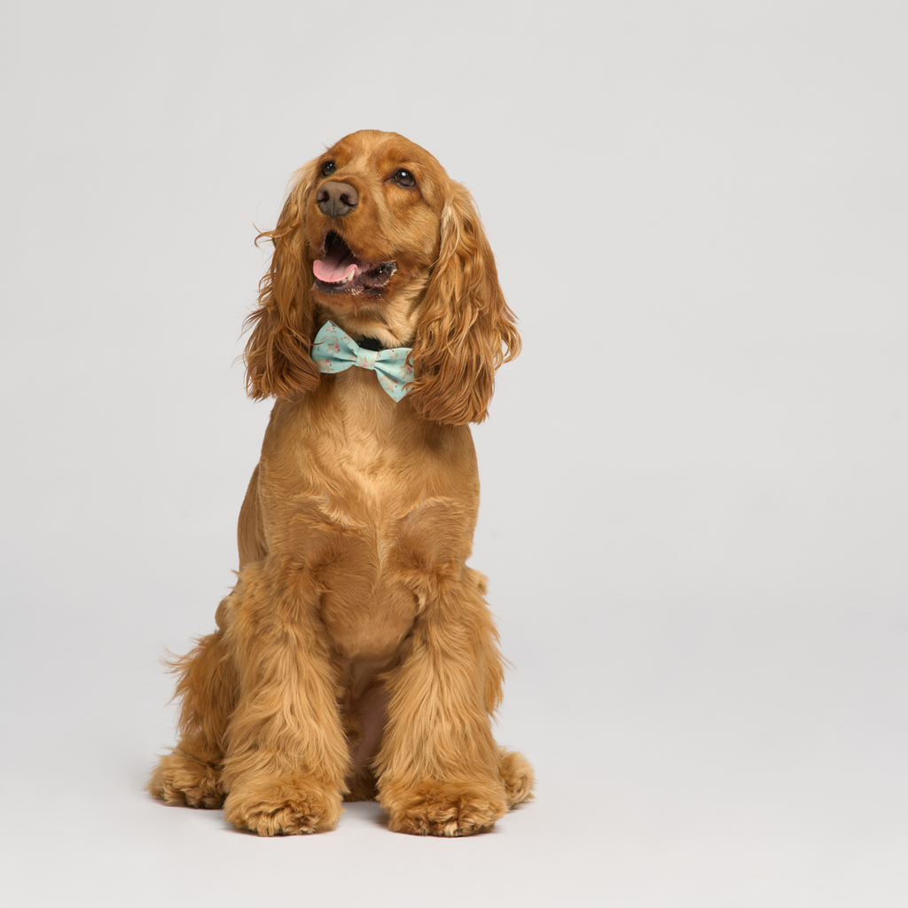 “Turquoise-Tails” Set 🐒