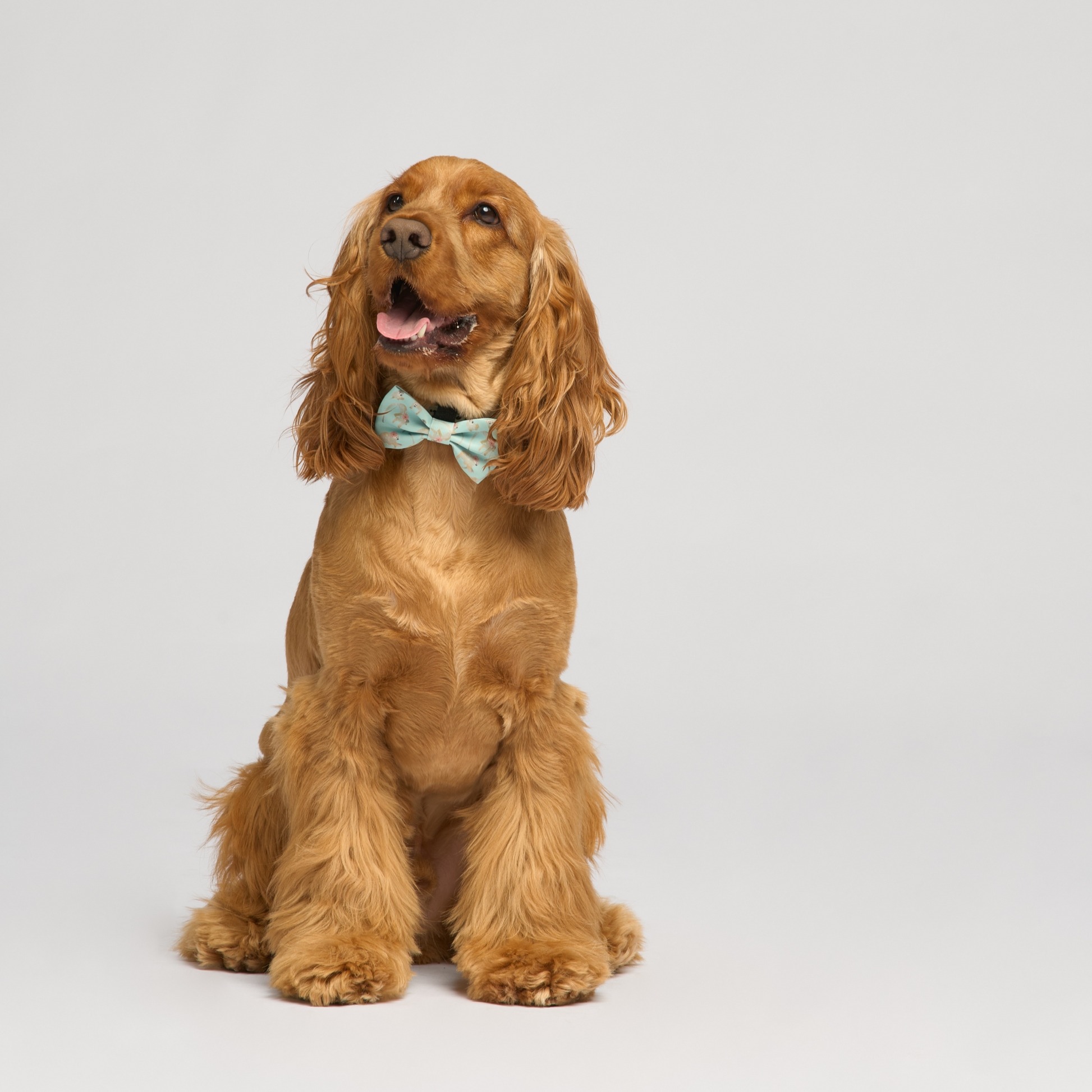 “Turquoise-Tails” Set 🐒