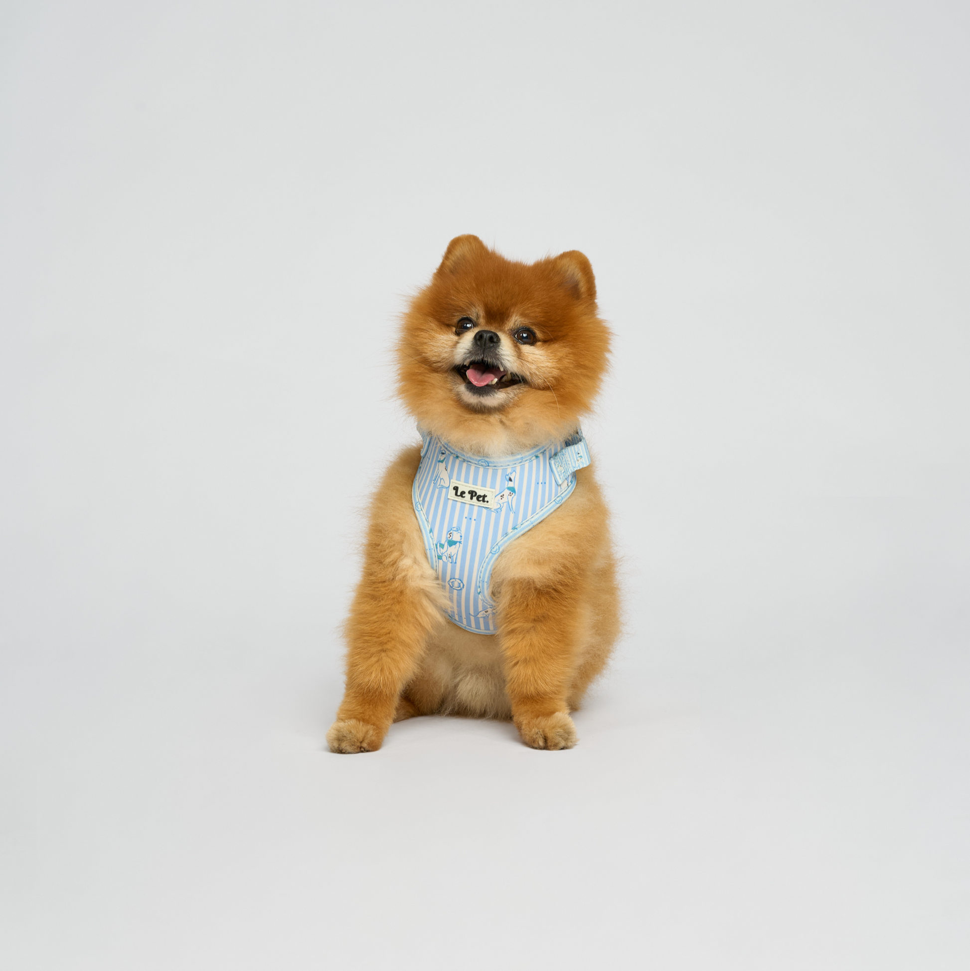 “Riviera-Pawty” Bleu Set 🐕