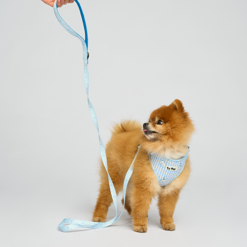 “Riviera-Pawty” Bleu Set 🐕