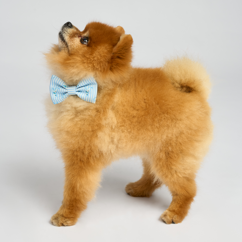 “Riviera-Pawty” Bleu Set 🐕