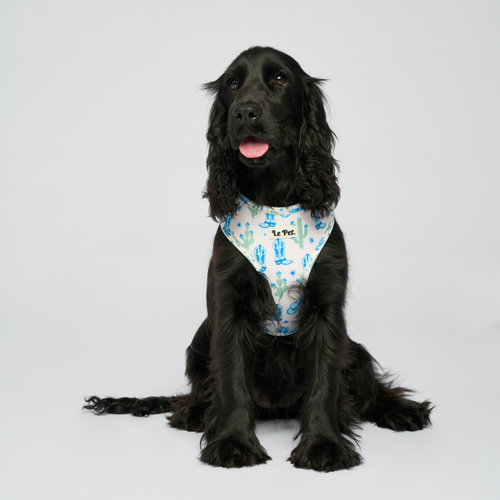 “Bonjour,Texas” Bleu Set 🌵