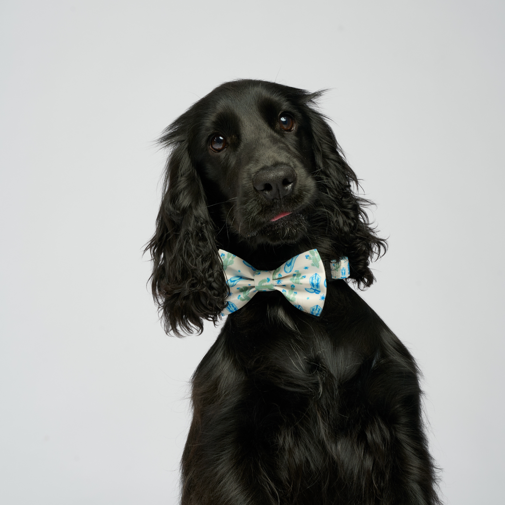 “Bonjour,Texas” Bleu Set 🌵