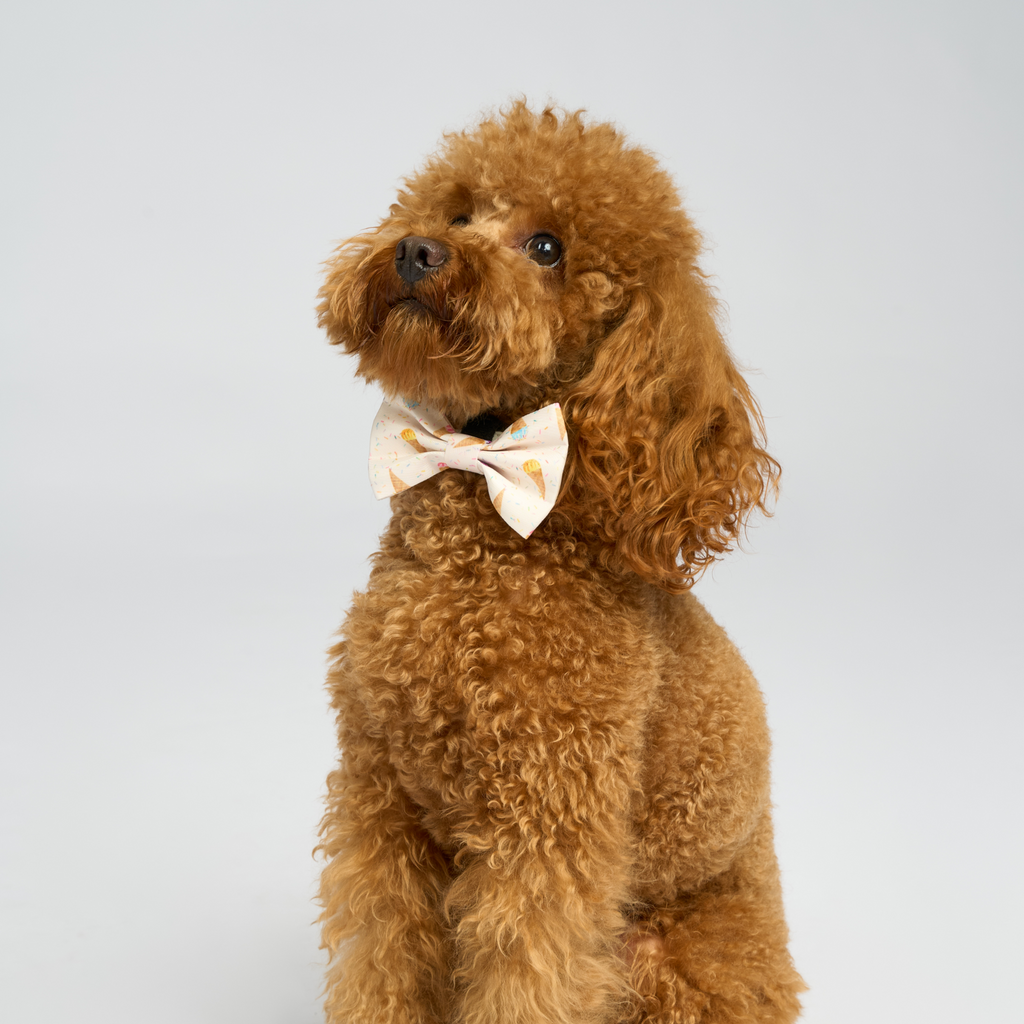 “Sprinkle Sorbet” Set 🍨